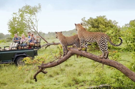 The Ultimate South Africa Adventure – 14 Days of Wildlife & Wonders